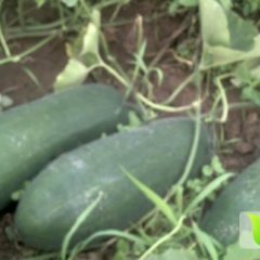 山东滕州子弹头黑皮冬瓜已上市：价格随行就市