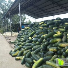 冬瓜开始上市