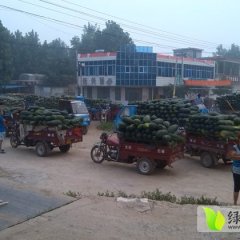 郯城冬瓜目前已经开始上市