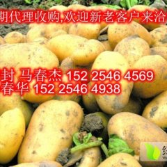 河南通许荷兰一号：后城尔马春华