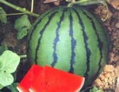 山东平度京欣西瓜今日价格 1.05元/斤