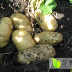辽宁太和荷兰七号土豆畅销 价格随行就市