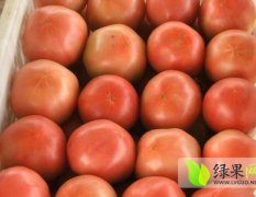 山东莱阳硬粉西红柿开始大量供应