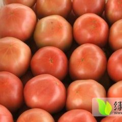 山东莱阳硬粉西红柿开始大量供应