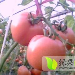 本基地 供应大量西红柿与各种蔬菜