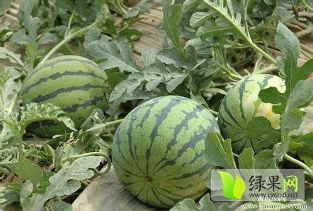 2014年河南尉氏京欣价格