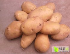 河南开封县荷兰十五土豆种植面积广