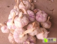 河南开封县种植的金乡大蒜 品质高