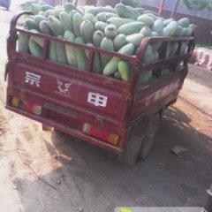 河南中牟棒槌东瓜价格下降了