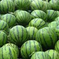陕西大荔花皮无籽西瓜产地批发 范家镇杨小勇