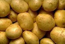 山东沂南荷兰十五土豆上市货源充足