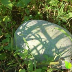 山东莘县一串铃冬瓜质量好价格低