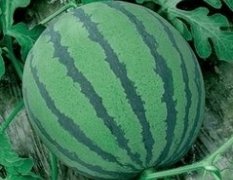 山东胶东西瓜之乡平度明村863西瓜