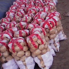 山东岱岳早大白：良庄镇马宗文