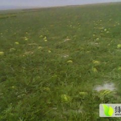 甘肃靖远主要销售金花丰抗等绿色品种西瓜