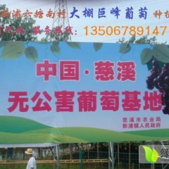 浙江慈溪巨峰葡萄：新浦镇岑云丰