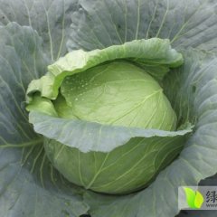 河南卧龙大扁甘蓝目前已经准备开始出售
