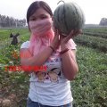 河南通许花皮无籽：厉庄乡历新旺