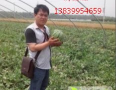 河南通许厉庄乡西瓜交易市场！