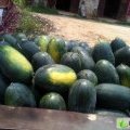 湖北钟祥黑美人西瓜现批量上市
