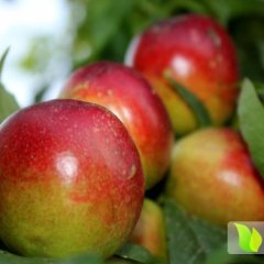 本村20亩优质油桃现已成熟上市