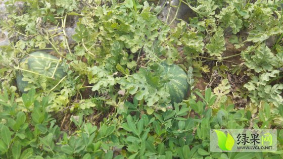 花皮无籽价格