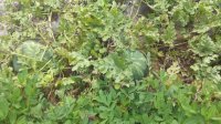 河南金明花皮无籽西瓜价格行情