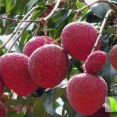 福建漳浦黑叶荔枝：旧镇镇林伟生