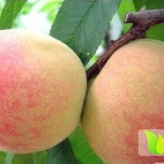 河北饶阳大京红：官亭乡赵兵