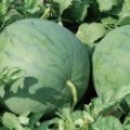 山东安丘大棚花皮无籽西瓜 价格低 质量保证