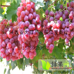陕西大荔巨峰葡萄产地新鲜供应