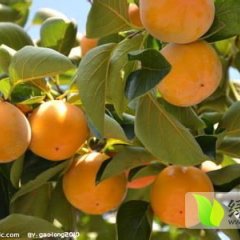 陕西大荔7月黄柿子：范家镇李永强