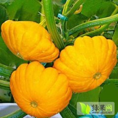 山东安丘飞碟瓜批发价格2元/斤