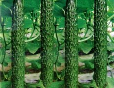 山东莘县最大的种植黄瓜基地