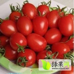 山东莘县秋天大量种植圣女果