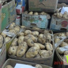 辽宁凌海荷兰十五：右卫镇苏明强