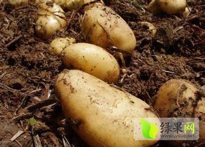 2014年宁夏海原冀张薯8号价格