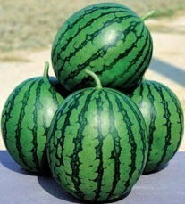 黑龙江北林地雷瓜 红旗乡孙二宝