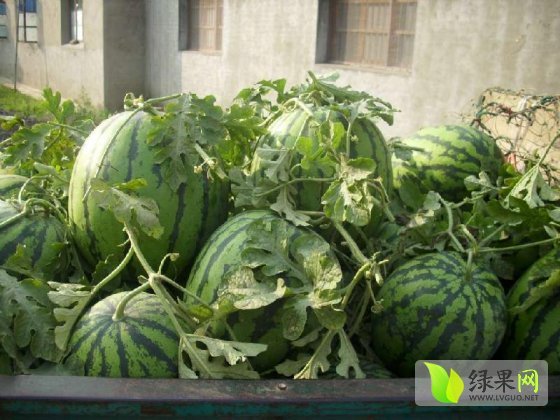 西农8号价格