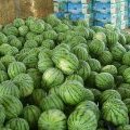 河南通许龙卷风价格低、品质好、瓜个大、含糖
