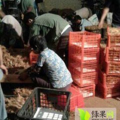 广东徐闻毛薯块茎肉质，平滑无毛