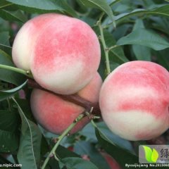 河北满城中华寿桃甜腻可口，营养丰富