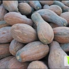 湖北嘉鱼密本南瓜 新街镇蔡正国