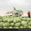 山东利津西农八号西瓜皮薄、瓤脆、口味甘甜