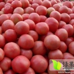 河南中牟硬粉外型漂亮，个头均匀