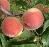 陕西大荔秦王桃　大荔县党力康