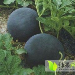 陕西大荔黑皮无籽　范家镇严钢虎