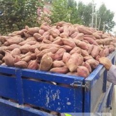 河南范村红皮红心，红皮白心 范村杜辉