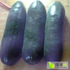 江苏墨地龙 条型好，口感佳，肉厚味美