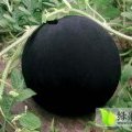 湖北钟祥黑皮无籽 伍庙社张广敏
